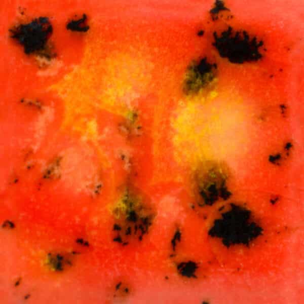 CG10024 - Day Lily - 4 oz