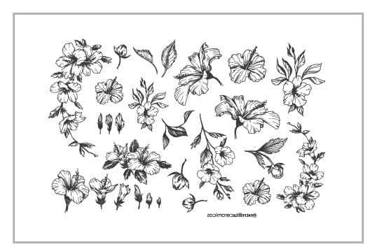 Hibiscus Negro - PTHIN1 - Imagen 1