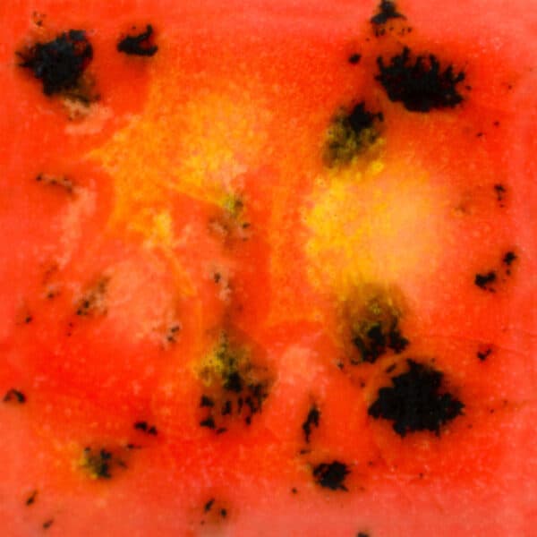 CG1002P - Day Lily - Pint - Imagen 1