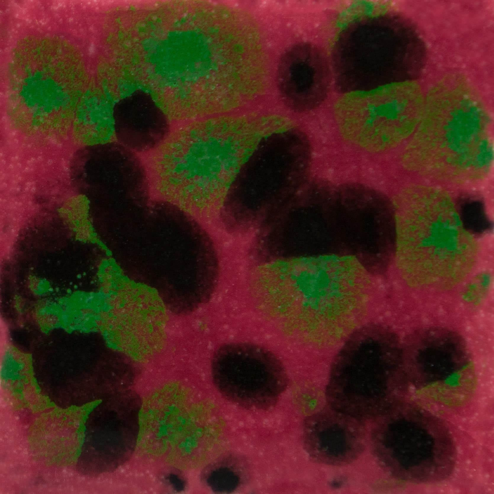 CG1005P - Maroon Lagoon - Pint - Imagen 1