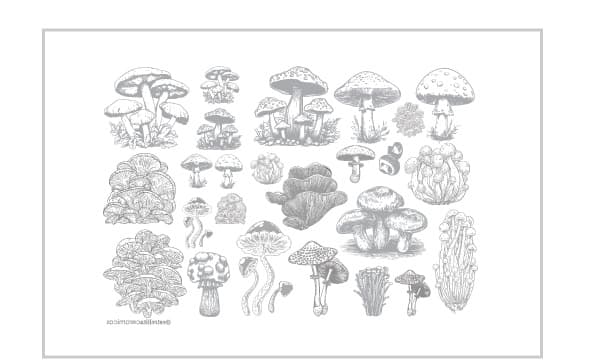 Hongos 2 Grises - PTHG2 - Imagen 1