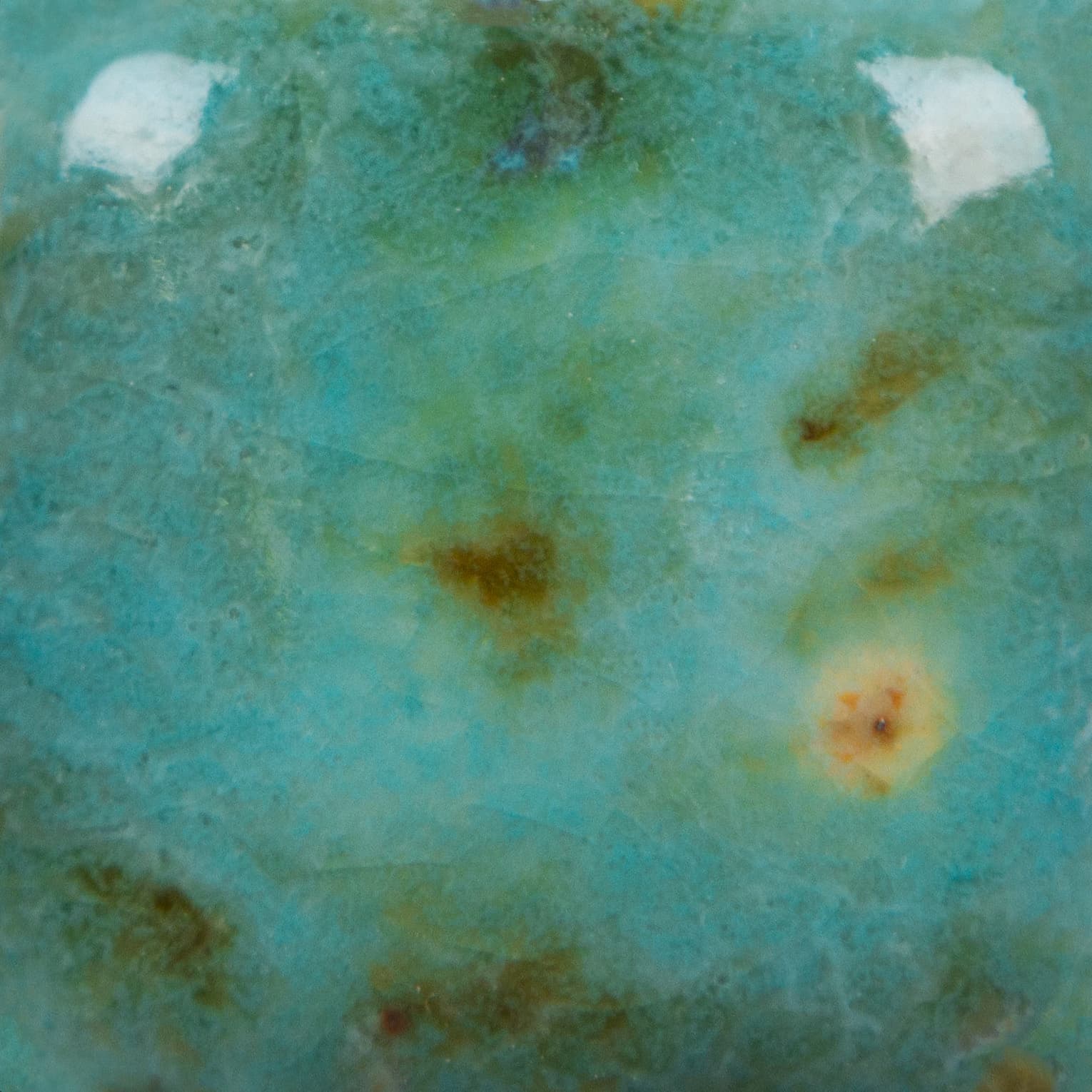 CG1008P - Blue Guppy - Pint - Imagen 2