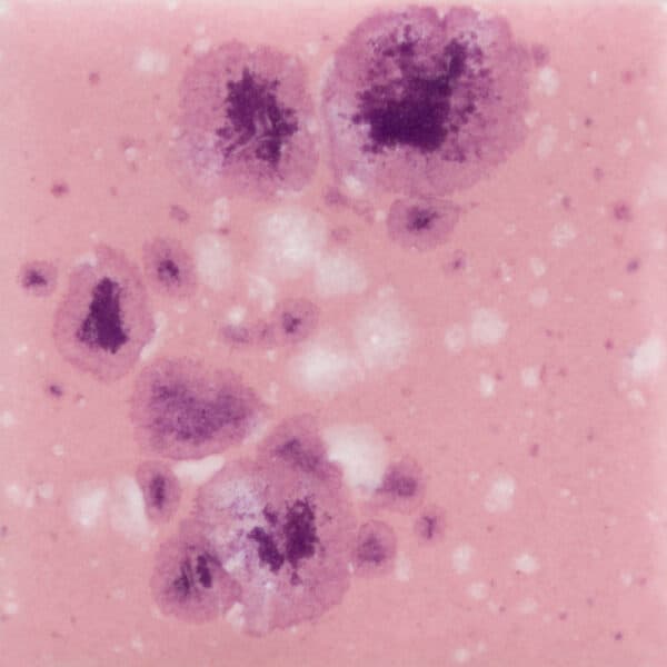 CG1014P - Pink Plum - Pint - Imagen 1