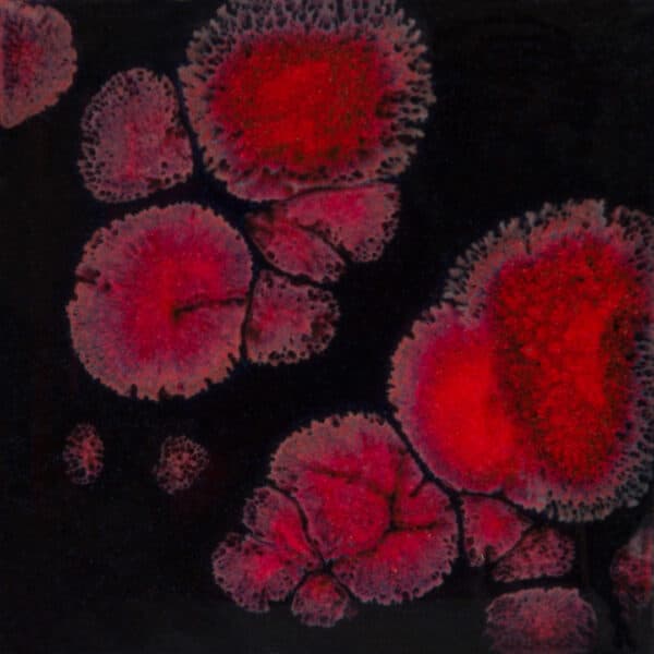 CG779P - Black Opal - Pint - Imagen 1