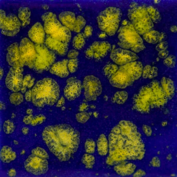 CG9904 - Starry Night - 4 oz - Imagen 1
