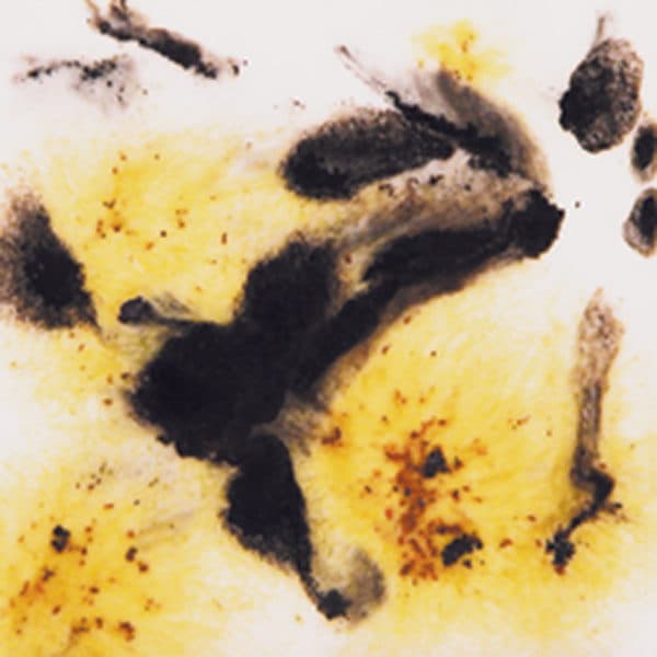 S2726P - Cheetah - Pint - Imagen 1