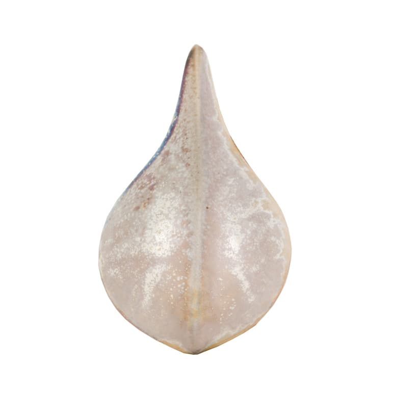 SW196P - Sand Dollar - Pint - Imagen 14