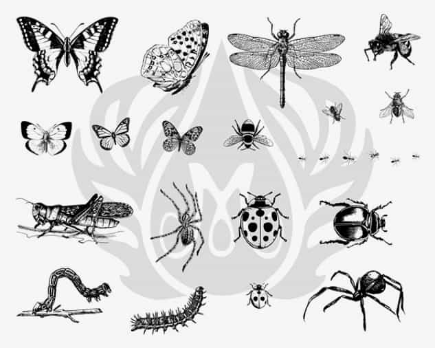 DSS0113 - Designer Silkscreen Bugs