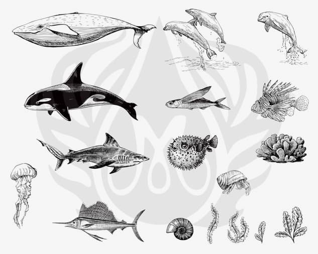 DSS0131 - Designer Silkscreen Sea Life 2 - Imagen 1