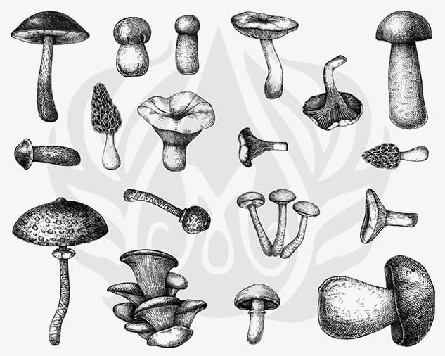 DSS0165 - Designer Silkscreen Mushrooms - Imagen 1